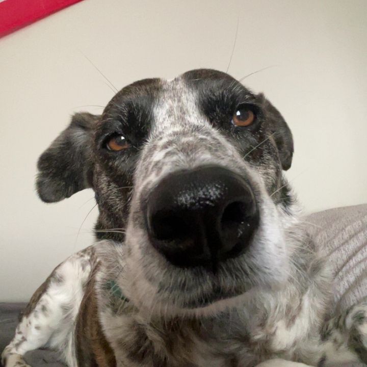 Profile Picture of Joseph (@@josephbielawski) on Tiktok