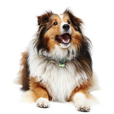 Profile Picture of Matthew Collie (@MatthewCollie) on Twitter