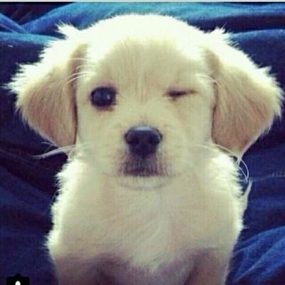 Profile Picture of Xin.peng (@xinpeng49769749) on Twitter