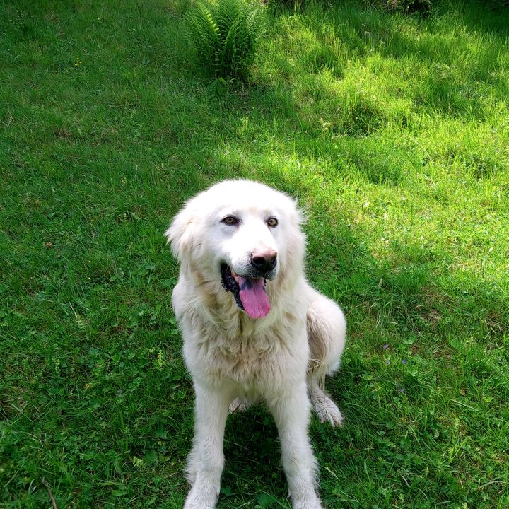 Profile Picture of David koscakdavid87 (@davidkoscak1) on Tiktok