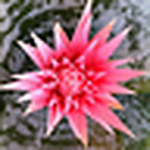 Profile Picture of Avalerio... (@avalerio...) on Flickr