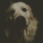 Profile Picture of falko gordon nevimjakdál (@muj_dogis_) on Instagram
