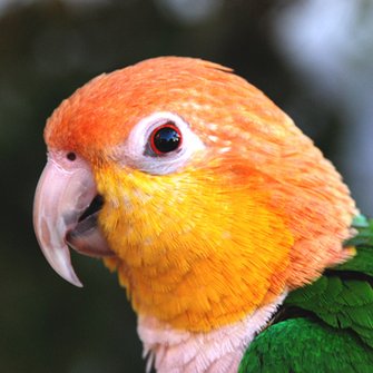 Profile Picture of DixieTheCaique (@DixieTheCaique) on Twitter