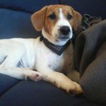 Profile Picture of steven hoani bryers (@s4rcasim) on Instagram