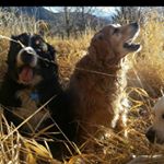 Profile Picture of David Schoenberger (@aspenwarmblooddavid) on Instagram