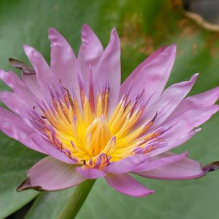 Profile Picture of Lily Lee (@Lily-Lee) on Facebook