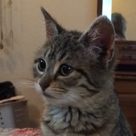 Profile Picture of Jody Hiney (@jodylh12) on Poshmark