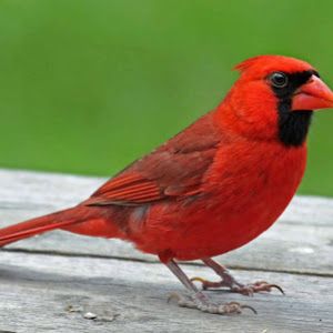 Profile Picture of adam vanderwegen (@adamvanderwegen53) on Tiktok