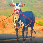 Profile Picture of 🔰 बैलगाडा_शर्यत_महाराष्ट्र 🔰 (@bailgada_sharyat_maharashtra_) on Instagram