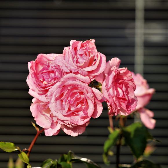 Profile Picture of Marianna Garrett (@mariannag8208) on Poshmark