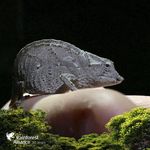 Profile Picture of Caroline Huber (@huber.caroline) on Instagram