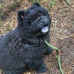 Profile Picture of 🐾Chunchi el Chucho Chow Chow 🐾 (@chunchi_the_chow_chow) on Instagram