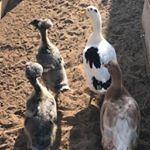 Profile Picture of Honey Stuart Trouble Puffy-RIP (@honey.stuart.trouble.theducks) on Instagram