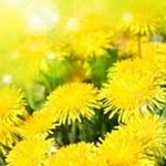 dandelion - Instagram Profile Picture of dandelion (@dandelion6512) on Instagram