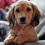 Profile Picture of Puppyboo (@jasmine.cain) on Instagram