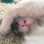 Profile Picture of Tom Antonopoulos (@tom_de_cat_) on Instagram