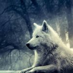 Profile Picture of Daniel werman (@danielwerman) on Instagram