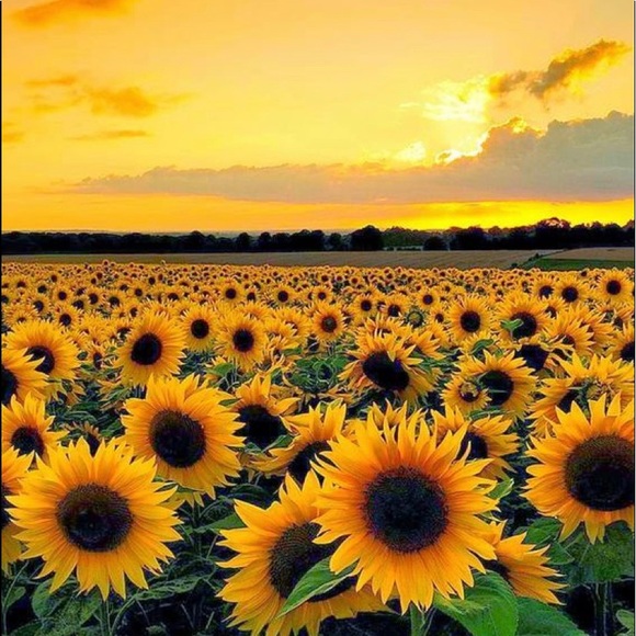 Profile Picture of Taylor Richards (@gracie22806) on Poshmark