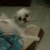 Profile Picture of Steve Reyes (@@stevereyes24) on Tiktok