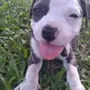 Profile Picture of Raul Serna Melchor (@raul.serna.melcho) on Tiktok