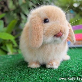 Profile Picture of ミニソロ (@Minisolo5) on Twitter