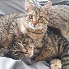 Profile Picture of Tojoman (@markbeliveau) on Tiktok