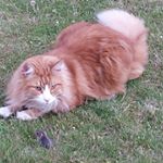 Profile Picture of Michael Tabeling (@mi.ta.lahausen) on Instagram