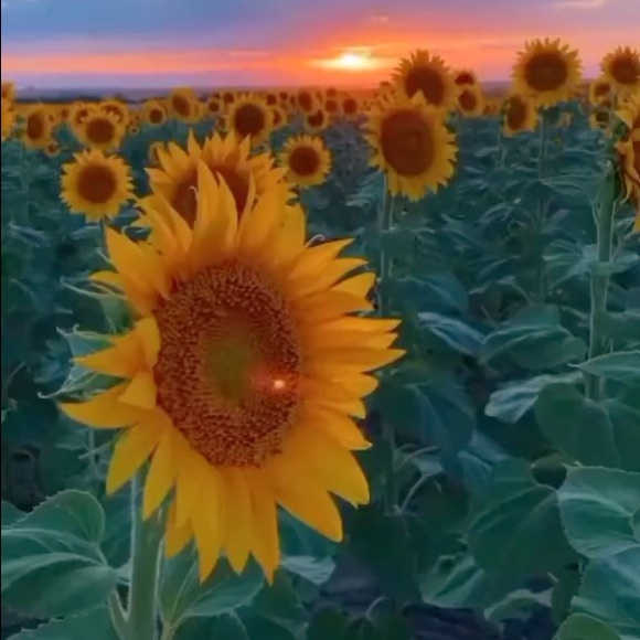 Profile Picture of Kyleigh Jones (@kyleigh11j) on Poshmark