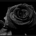 Profile Picture of Mario Mancuso (@mario.mancuso.77398) on Facebook
