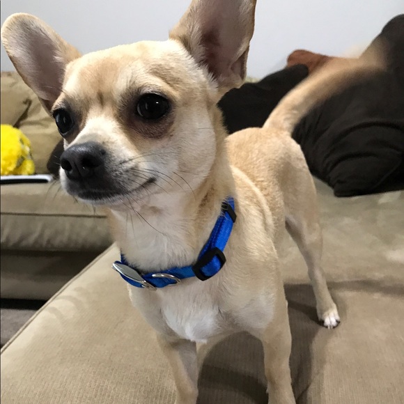 Profile Picture of Pam Putz (@pkputz) on Poshmark