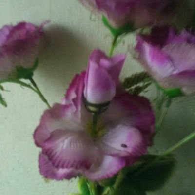 Profile Picture of Manu Abraham (@ManuAbr69944926) on Twitter