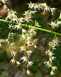 Profile Picture of Stenanthiumon Wikipedia