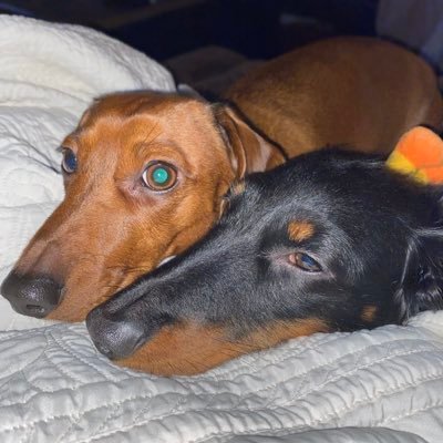 Profile Picture of Mommabear (@nancyfleming691) on Twitter