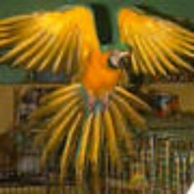 Profile Picture of Steve Peterson (@Rockparrot) on Twitter