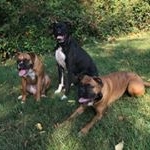 Lola🐶 Floyd🐶 Rousey🐶 - Instagram Profile Picture of Lola🐶 Floyd🐶 Rousey🐶 (@box3rbaes) on Instagram