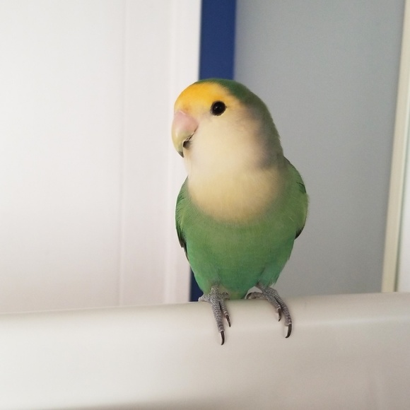 Profile Picture of Ariana Valiente (@arianavaliente) on Poshmark