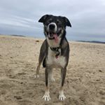 Profile Picture of Bennie Piket (@benniebeanthedog) on Instagram