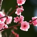 Profile Picture of Kristin Chew (@kristinchew) on Instagram