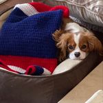 Profile Picture of Charlie Squitieri (@cavkingcharlie05) on Instagram