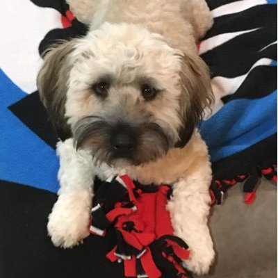 Profile Picture of Dan Polzin (@dan_polzin) on Twitter