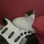 Profile Picture of Gerardo Russo (@guitarrero.luthier) on Instagram