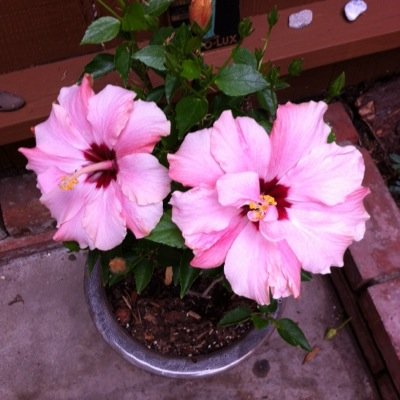 Profile Picture of Terri Quintel (@TerriQuintel) on Twitter