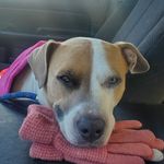 Profile Picture of Joshua Mellick (@mellickjoshua) on Instagram