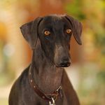 Profile Picture of Hunting Indian DOG Breed 🇮🇳 (@caravan_hound_maharashtra) on Instagram