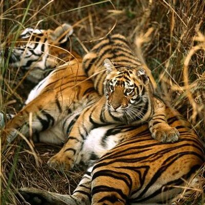 Profile Picture of Amrita Basu (@amybasu) on Twitter