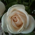 Profile Picture of Gail Luft Nathan (@gnathan1977) on Instagram