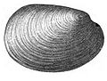 Profile Picture of Fordilloideaon Wikipedia