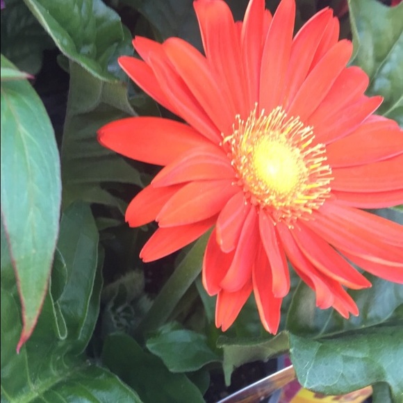 Profile Picture of Christie Shipman (@always_christie) on Poshmark