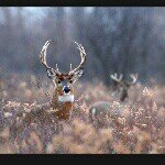 Profile Picture of Jeremy Wise (@jtwo3) on Instagram