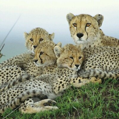 Profile Picture of Matthew Loveridge (@mloveridge26) on Twitter